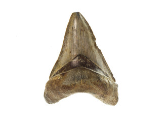 Fototapeta premium Megalodon Shark Tooth