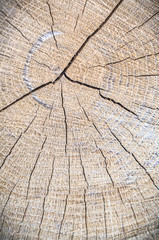 Fototapeta premium wood