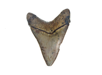Obraz premium Megalodon Shark Tooth