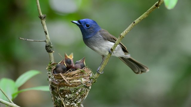 Female of Black-naped monarch or black-naped blue flycatcher (Hypothymis azurea) the colorful blue bird perching beside its nest with chicks sleeping in side, the beautiful blue bird