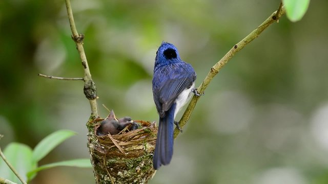 Male of Black-naped Monarch or blue flycatcher, the beautiful blue bird guarding its nest with chicks sleeping in while waiting for the female mother to switch duty