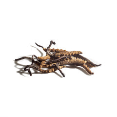 Cordyceps on a white background