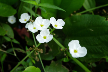 Arrow Head Ame son ,Burhead, Texas mud baby flower 