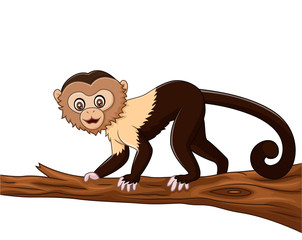 Fototapeta premium Cute squirrel monkey isolated on white background