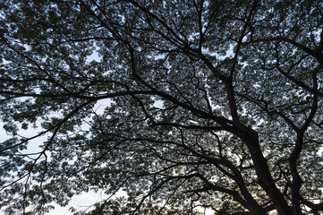 A beautiful branch of tree