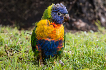 closeup of colorful baby parrot
