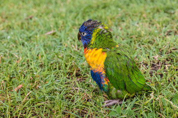 rainbow lorikeet resting on grass
