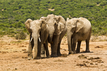 Three African elephants in the hot midday sun