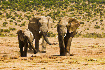 Fototapeta premium Three African elephants standing on dry sand
