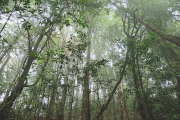 The forests are abundant, Many kinds of trees in Kew Mae Pan Nature Trail, Doi Inthanon National Park, the highest point in Thailand