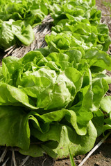 lettuce vegetable salad cultivation