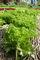 lettuce vegetable salad cultivation