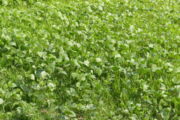 mung bean cultivation