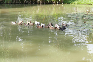 duck swimming in the pond