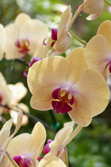 Fototapeta na wymiar blooming purple orange orchid flower