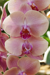 Fototapeta na wymiar blooming purple orange orchid flower