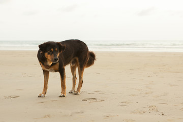 Fototapeta na wymiar Stray dogs on beach