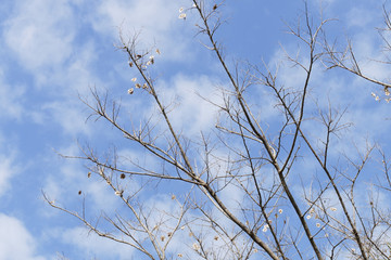 bare branch of the tree with blue sky