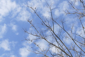 bare branch of the tree with blue sky