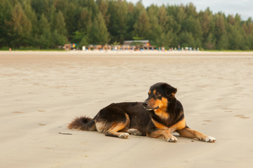 Stray dogs on beach