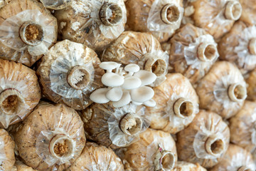 mushrooms growing In a farm