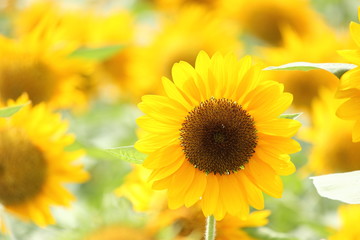 向日葵　/　まさにひまわりの花畑の写真です。