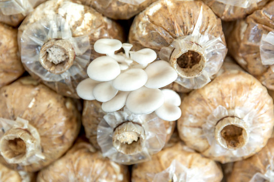 mushrooms growing In a farm