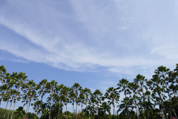 Fototapeta premium palm tree and blue sky