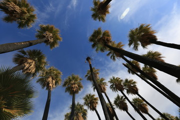 Fototapeta na wymiar Fan Palms in desert oasis