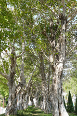 big tree in the park