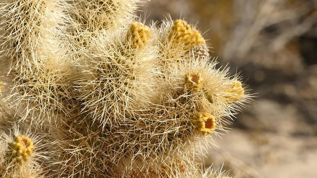 chollo cactus