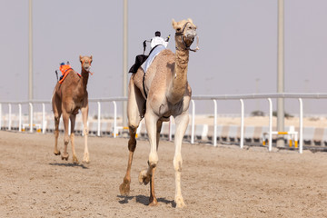 Course de chameaux au Qatar