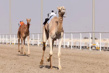 Crédence de cuisine en verre imprimé Chameau Course de chameaux au Qatar
