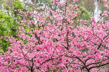 Wild Himalayan Cherry flower (Prunus cerasoides)