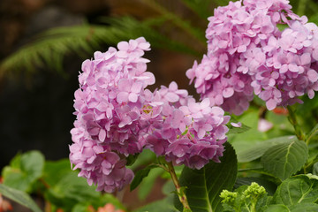 blooming hydrangea flower