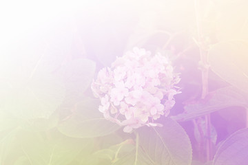 blooming hydrangea flower