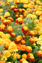 Marigold
