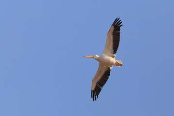 Fototapeta na wymiar Flyingbig bird, seabird, pelican on the blue sky