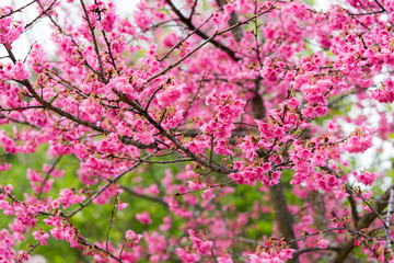 Wild Himalayan Cherry flower (Prunus cerasoides)