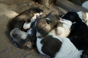 newborn pupies, sleeping pupies on the ground