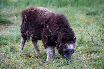 musk ox in alaska pasture grazzing park eating