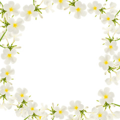 Naklejka na ściany i meble Plumeria flowers frame isolated on white background.