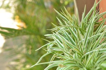 nature tree in garden