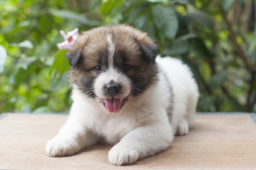 Naklejka na ściany i meble Thai Bangkaew Dog, Bangkaew puppy portrait