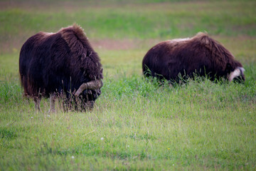 musk ox in alaska pasture grazzing park eating