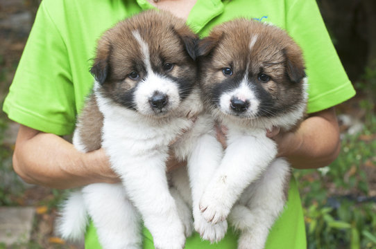 Thai Bangkaew Dog, Bangkaew puppies portrait on owner hand