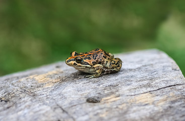 The spotted grass frog or spotted marsh frog.  Limnodynastes, tasmaniensis.