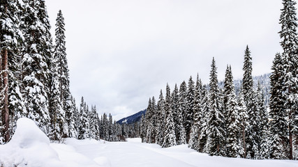Snow covered Pine Trees at Sun Peaks Ski Resort in the Shuswap Highlands in central British Columbia