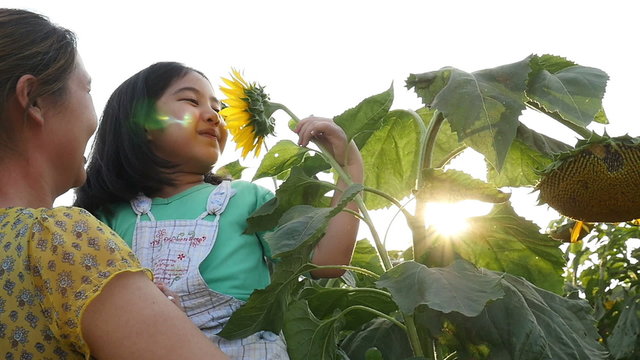 A cute Asian girl kissing sunflower in an open field with mother, Slow motion shot