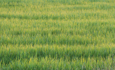 Green rice plant